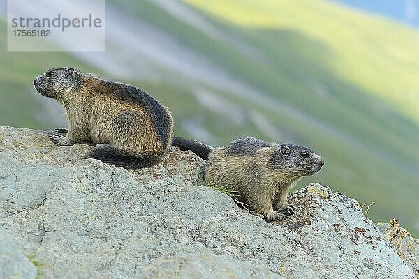 Alpenmurmeltier (Marmota marmota)  zwei Jungtiere  Nationalpark Hohe Tauern  Österreich  Europa