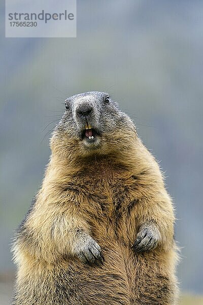 Alpenmurmeltier (Marmota marmota)  Porträt  Nationalpark Hohe Tauern  Österreich  Europa