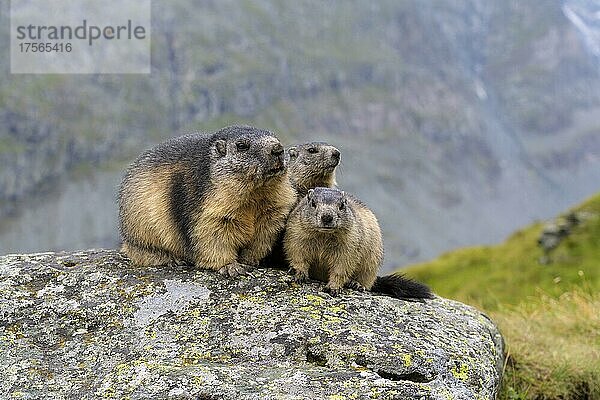 Alpenmurmeltier (Marmota marmota)  adult mit zwei Jungtieren  Nationalpark Hohe Tauern  Österreich  Europa