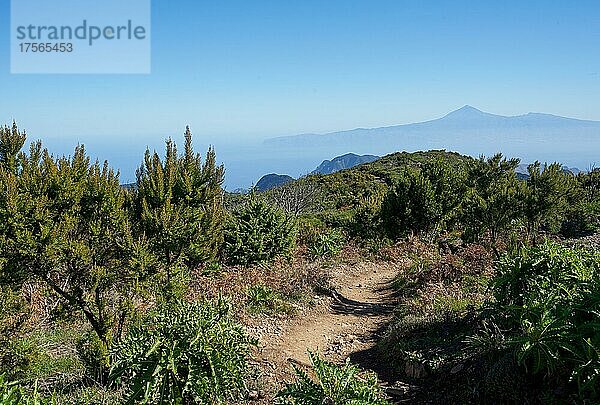 Wanderweg zu dem Gipfel des Alto de Garajonay  höchster Berg der Insel La Gomera  1487 m  Aussicht auf Teneriffa und den Teide  Nationalpark Garajonay  La Gomera  Kanarische Inseln  Spanien  Europa