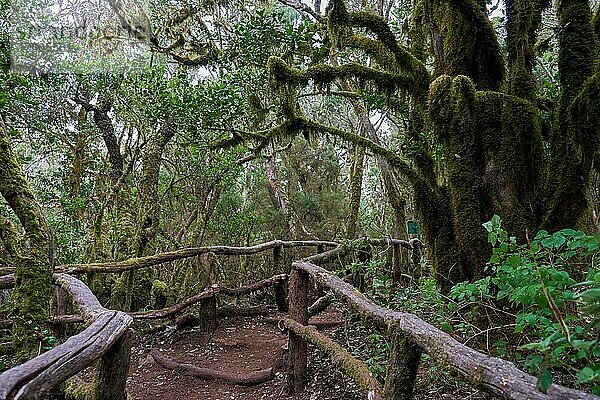 Wanderweg im Lorbeerwald bei Las Creces  Nationalpark Garajonay  La Gomera  Kanarische Inseln  Spanien  Europa