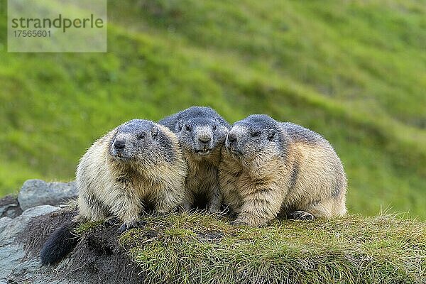 Alpenmurmeltier (Marmota marmota)  drei Tiere  Nationalpark Hohe Tauern  Österreich  Europa