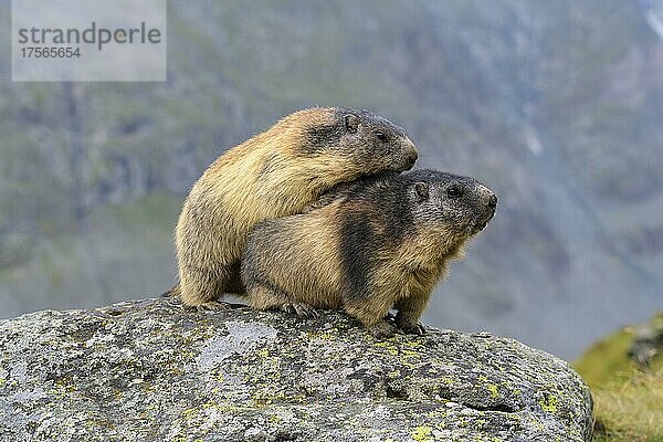 Alpenmurmeltier (Marmota marmota)  zwei adult  Nationalpark Hohe Tauern  Österreich  Europa
