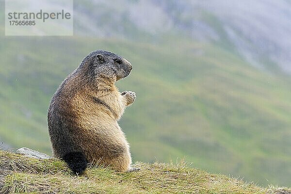 Alpenmurmeltier (Marmota marmota)  Nationalpark Hohe Tauern  Österreich  Europa