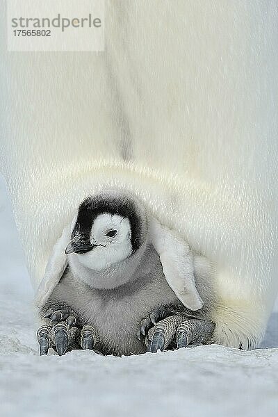 Kaiserpinguine (Aptenodytes forsteri)  Alttier beschützen ihr Küken an den Füssen Snow Hill Island  Antarktische Halbinsel  Antarktis  Antarktika