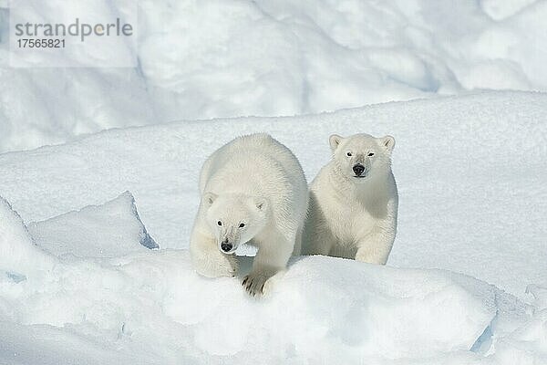 Eisbär (Ursus maritimus)  Zwei Jungtiere  Nordostgrönlandküste  Grönland  Arktis  Nordamerika