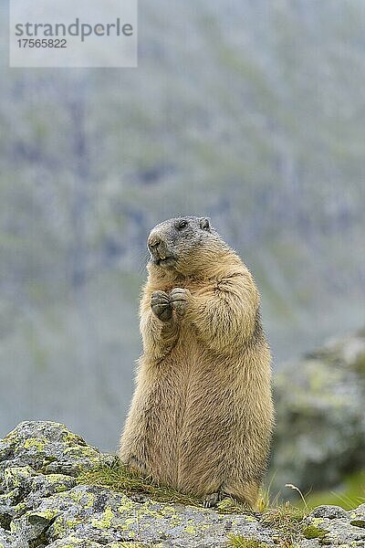 Alpenmurmeltier (Marmota marmota)  stehend  Nationalpark Hohe Tauern  Österreich  Europa