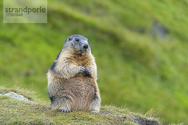 Alpenmurmeltier (Marmota marmota)  sitzend  Nationalpark Hohe Tauern  Österreich  Europa