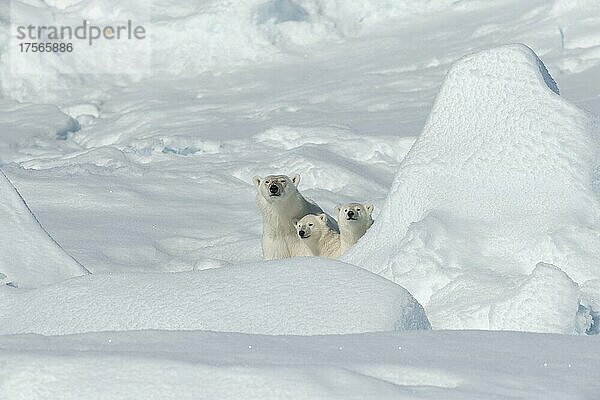 Polar Bear (Ursus maritimus)  Mother with Two Cubs  North East Greenland Coast  Greenland  Arctic