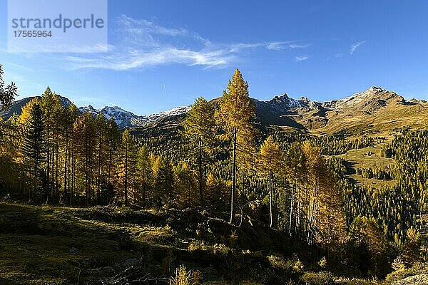 Herbstlicher Lärchenwald (Larix)  mit Bergen im Hintergrund  Martelltal  Natruns  Südtirol  Italien  Europa