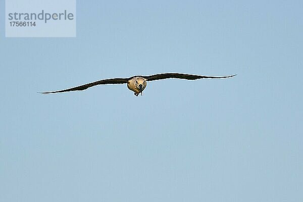 Stelzenläufer (Himantopus himantopus)  fliegend am Himmel  Ebrodelta  Katalonien  Spanien  Europa