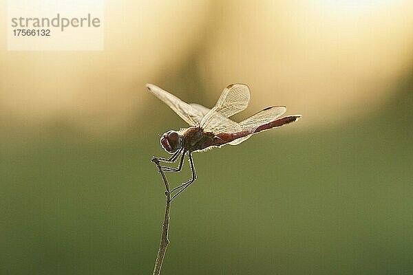 Frühe Heidelibelle (Sympetrum fonscolombii) oder Nomade auf einem Grashalm sitzend  Ebrodelta  Katalonien  Spanien  Europa