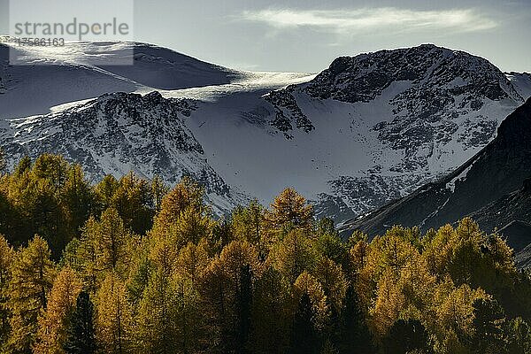 Herbstlicher Lärchenwald (Larix)  mit Bergen im Hintergrund  Martelltal  Natruns  Südtirol  Italien  Europa