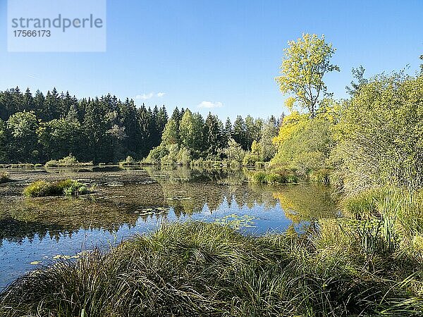 Ruhiger sonniger Herbsttag am Dingelsdorfer Ried  Dingelsdorf  Bodensee  Baden-Württemberg  Deutschland  Europa