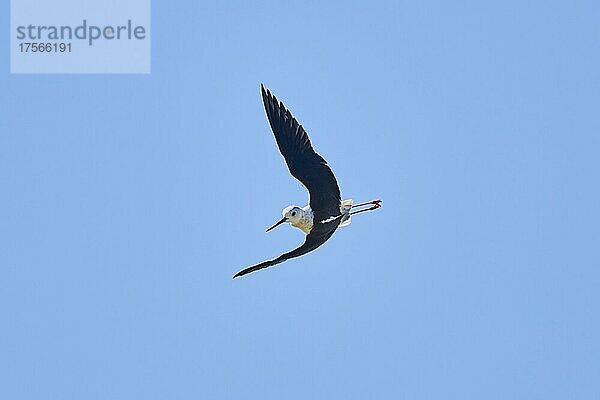 Stelzenläufer (Himantopus himantopus)  fliegend am Himmel  Ebrodelta  Katalonien  Spanien  Europa