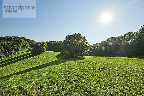 Wiesen und Hecken an einem sonnigen Tag  Slowakei  Europa