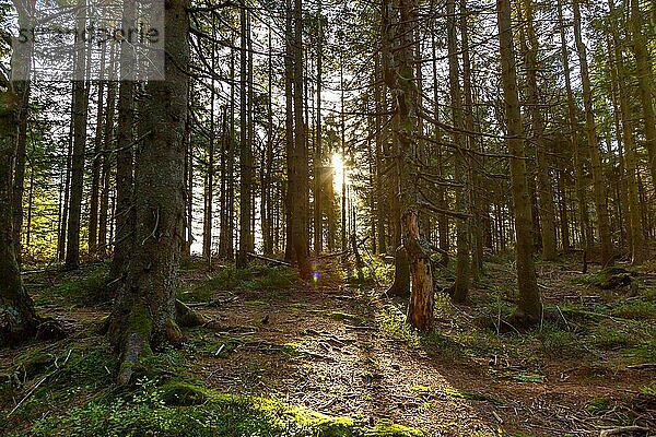 Wald Bäume mit Sonne im Schwarzwald Landschaft Natur im Herbst in Seebach  Deutschland  Europa