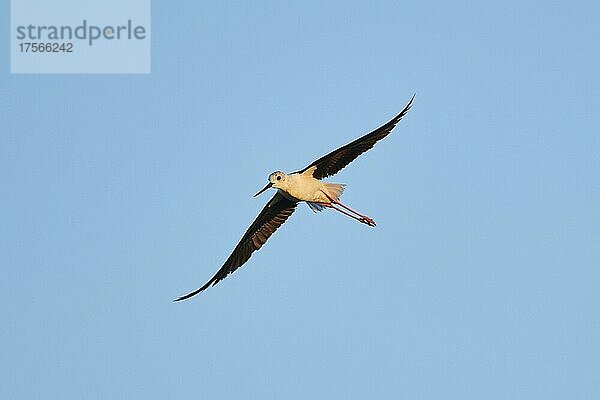 Stelzenläufer (Himantopus himantopus)  fliegend am Himmel  Ebrodelta  Katalonien  Spanien  Europa