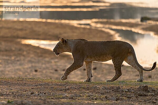 Löwe (Panthera leo) Löwin geht am Fluss entlang  South Luangwa Nationalpark  Sambia  Afrika