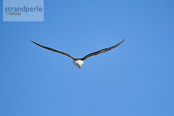 Stelzenläufer (Himantopus himantopus)  fliegend am Himmel  Ebrodelta  Katalonien  Spanien  Europa