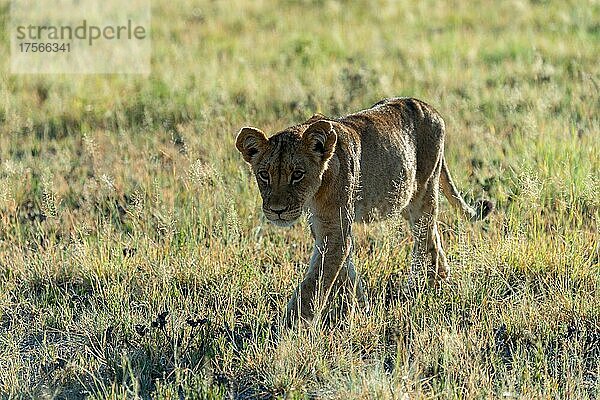 Löwe (Panthera leo) Junger Löwe geht durchs gras  Nxai Nationalpark  Botswana  Afrika