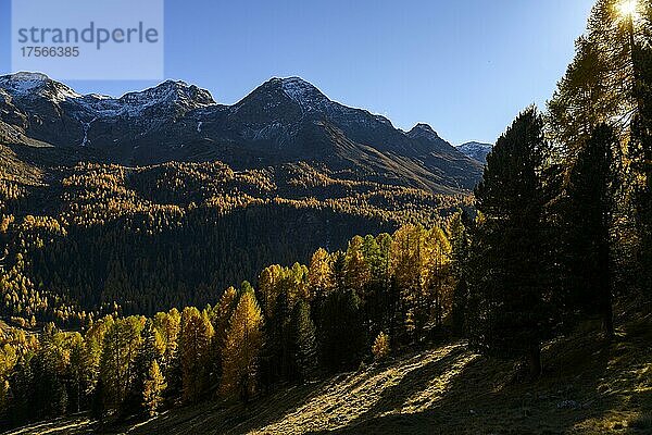Herbstlicher Lärchenwald (Larix) mit Südtiroler Bergen im Hintergrund  Martelltal  Naturns  Südtirol  Italien  Europa