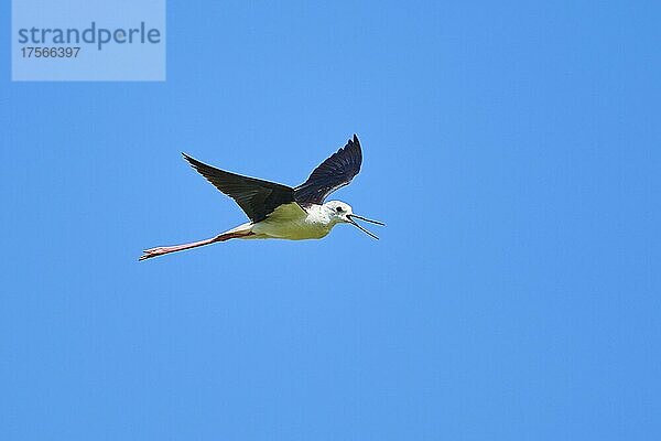 Stelzenläufer (Himantopus himantopus)  fliegend am Himmel  Ebrodelta  Katalonien  Spanien  Europa