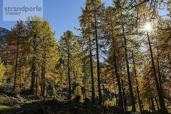 Herbstlicher Lärchenwald (Larix)  mit Bergen im Hintergrund  Martelltal  Natruns  Südtirol  Italien  Europa