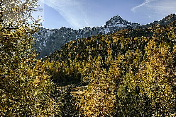 Herbstlicher Lärchenwald (Larix) und Bergen im Hintergrund  Schnalstal  Natruns  Südtirol  Italien  Europa