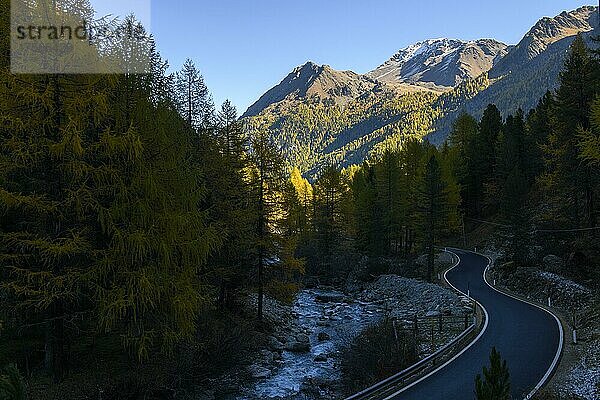 Straße in herbstlichem Lärchenwald (Larix)  mit Bergen im Hintergrund  Martelltal  Natruns  Südtirol  Italien  Europa
