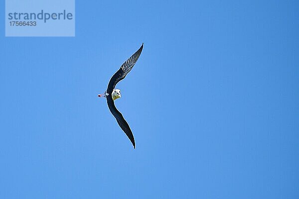 Stelzenläufer (Himantopus himantopus)  fliegend am Himmel  Ebrodelta  Katalonien  Spanien  Europa