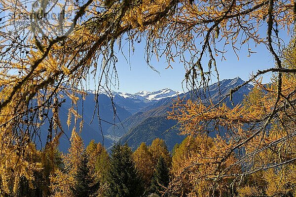 Herbstlicher Lärchenwald (Larix) im Hintergrund Südtiroler Berge  Naturns  Südtirol  Italien  Europa