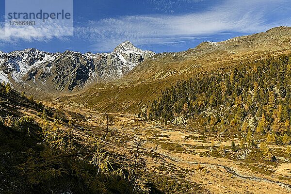 Herbstliches Tal mit Bach und Lärchenbäumen (Larix)  im Hintergrund verschneite Gipfel  Schnalstal  Natruns  Südtirol  Italien  Europa