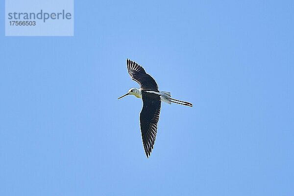 Stelzenläufer (Himantopus himantopus)  fliegend am Himmel  Ebrodelta  Katalonien  Spanien  Europa