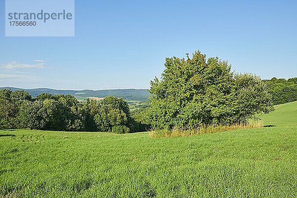 Wiesen und Hecken an einem sonnigen Tag  Slowakei  Europa