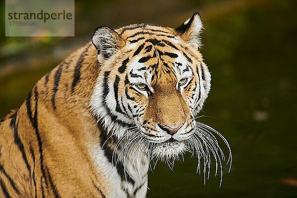 Sibirischer Tiger (Panthera tigris altaica)  Katze  captive  Deutschland  Europa