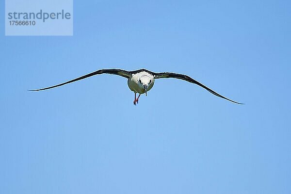 Stelzenläufer (Himantopus himantopus)  fliegend am Himmel  Ebrodelta  Katalonien  Spanien  Europa