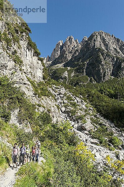 Berg-Wandern  Wandergruppe auf Wanderweg  Gemeiner Goldregen (Laburnum anagyroides) rechts unten  Brenta-Massiv  Brenta-Dolomiten  bei Molveno  Malfein  Provinz Trient  Trentino  Italien  Europa