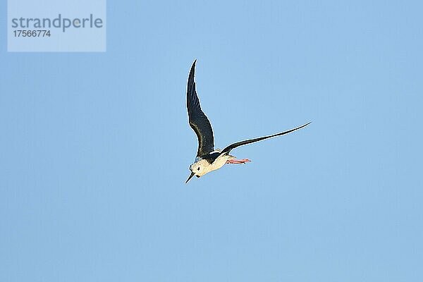 Stelzenläufer (Himantopus himantopus)  fliegend am Himmel  Ebrodelta  Katalonien  Spanien  Europa