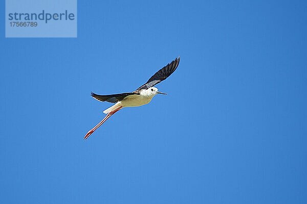 Stelzenläufer (Himantopus himantopus)  fliegend am Himmel  Ebrodelta  Katalonien  Spanien  Europa