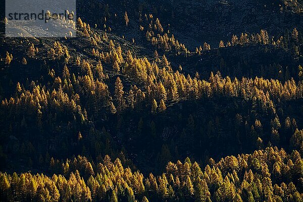 Herbstlicher Lärchenwald (Larix)  Martelltal  Naturns  Südtirol  Italien  Europa