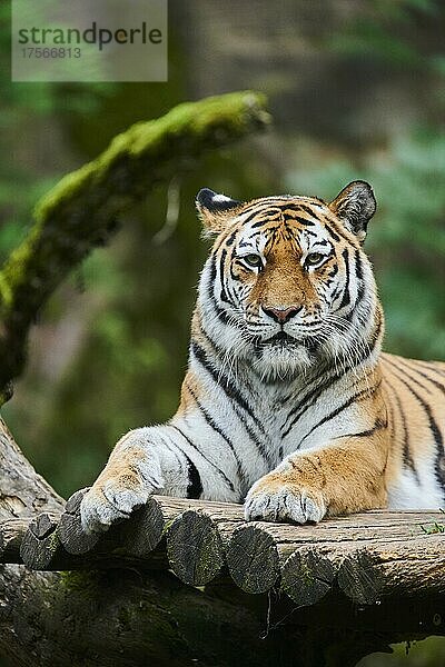 Sibirischer Tiger (Panthera tigris altaica)  Katze  captive  Deutschland  Europa