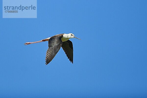 Stelzenläufer (Himantopus himantopus)  fliegend am Himmel  Ebrodelta  Katalonien  Spanien  Europa