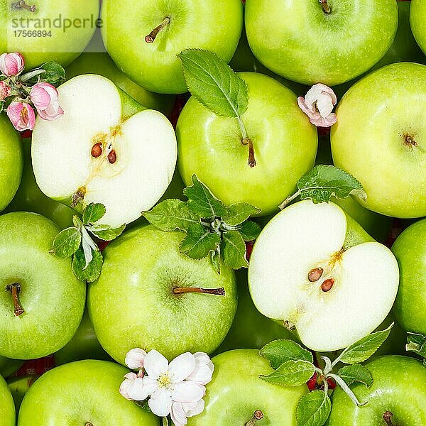 Äpfel Früchte grüne Apfel Frucht Hintergrund mit Blüten und Blättern quadratisch