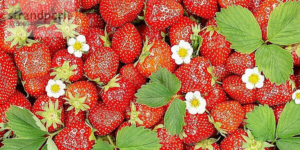 Erdbeeren Beeren frische Früchte Erdbeere Beere Frucht von oben mit Blätter und Blüten Panorama