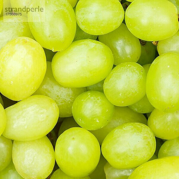 Grüne Weintrauben Trauben Weintraube Traube Früchte Frucht Hintergrund von oben quadratisch