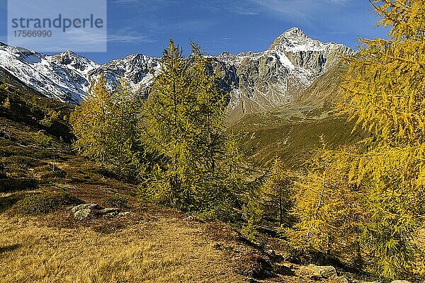 Herbstliches Tal mit Lärchenbäumen (Larix)  im Hintergrund verschneite Gipfel  Schnalstal  Natruns  Südtirol  Italien  Europa
