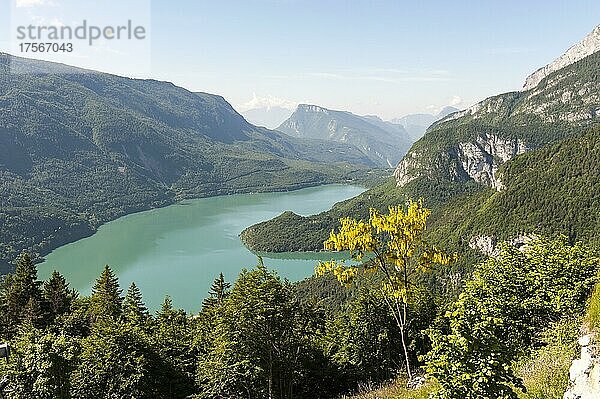 Ausblick auf den See Lago di Molveno Molvenosee  gelb blühender Baum Gemeiner Goldregen (Laburnum anagyroides)  Brenta-Dolomiten  Molveno  Malfein  Provinz Trient  Trentino  Italien  Europa