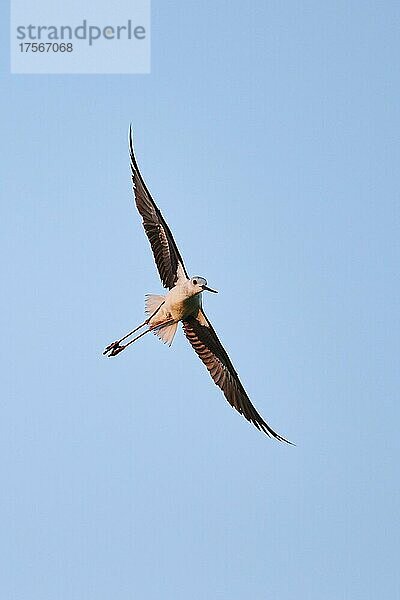 Stelzenläufer (Himantopus himantopus)  fliegend am Himmel  Ebrodelta  Katalonien  Spanien  Europa