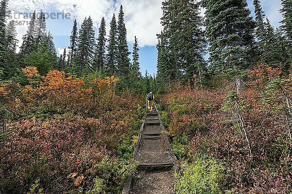 Wanderer auf einem Wanderweg durch herbstlich verfärbte Büsche und Wald  Wanderweg zum Pinnacle Peak  Mount Rainier National Park  Washington  USA  Nordamerika